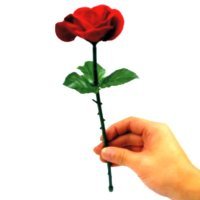 Nº 457 Aparición de una rosa con vídeo explicativo